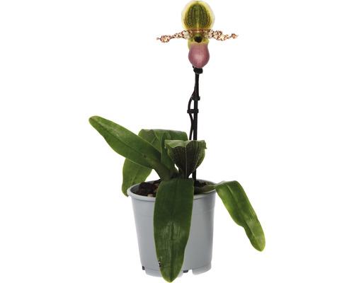 Venusschuh, Frauenschuh-Orchidee FloraSelf Paphiopedilum 'Pinocchio' H 30-35 cm Ø 12 cm Topf 1 Rispe-0