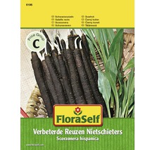 Schwarzwurzeln 'Verbeterde Reuzen Nietschieters' FloraSelf samenfestes Saatgut Gemüsesamen-thumb-0