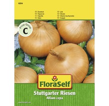 Zwiebel 'Stuttgarter Riesen' FloraSelf samenfestes Saatgut Gemüsesamen-thumb-0