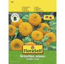 Sonnenblume 'Gefüllter Zwerg' FloraSelf samenfestes Saatgut Blumensamen-thumb-0