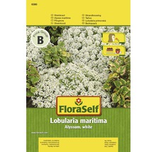 Steinkraut 'Alyssum white' FloraSelf samenfestes Saatgut Blumensamen-thumb-0