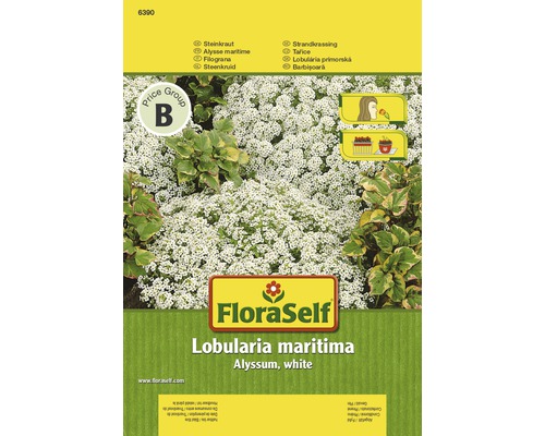 Steinkraut 'Alyssum white' FloraSelf samenfestes Saatgut Blumensamen-0