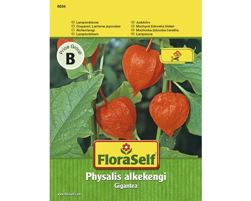 Zier Physalis Lampionblume 'Gigantea' FloraSelf samenfestes Saatgut Blumensamen