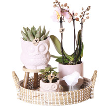 Geschenk-Set Romantic FloraSelf mit Orchidee, Sukkulenten und Dekoration-thumb-0