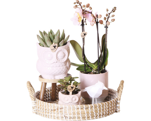 Geschenk-Set Romantic FloraSelf mit Orchidee, Sukkulenten und Dekoration-0
