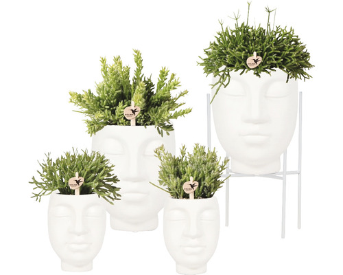 Geschenk-Set Face White FloraSelf mit Rhipsalis und Dekoration