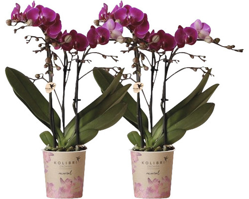Schmetterlingsorchidee 2er-Pack FloraSelf Phalaenopsis 'Morelia' H 35-40 cm  Ø 9 cm Topf lila bei HORNBACH kaufen