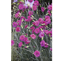 Duftende Federnelke Mix FloraSelf Dianthus Devon Cottage H 15-30 cm Co 5 L versch. Sorten-thumb-3