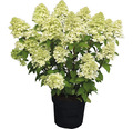 Rispenhortensie Hydrangea paniculata 'Magical Candle' ® H 50-60 cm Co 5 L