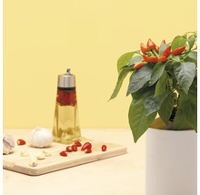 Pfefferoni ' Chilischote ' Prêt à Pousser Gemüsesamen Kapsel für smarten Blumentopf Mini-Indoor Garten-thumb-1