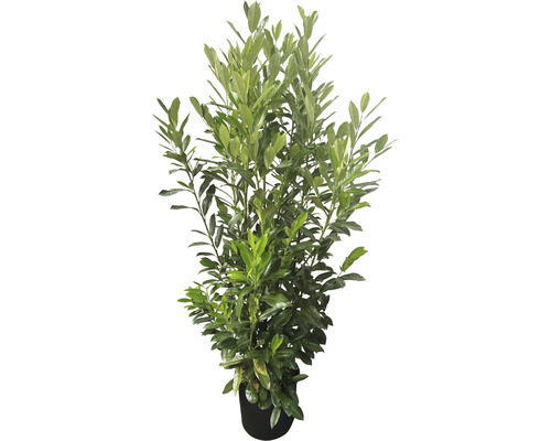 Kirschlorbeer Elly Prunus laurocerasus 'Elly'® H 125-150 cm Co 15 L
