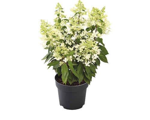 Rispenhortensie 'Pandria' Hydrangea paniculata 'Pandria' H 40-60 cm Co 5 L