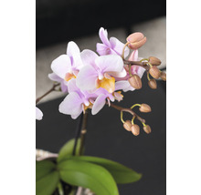 Geschenk-Set Romantic FloraSelf mit Orchidee, Sukkulenten und Dekoration-thumb-1