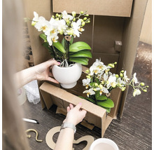 Geschenk-Set Romantic FloraSelf mit Orchidee, Sukkulenten und Dekoration-thumb-4