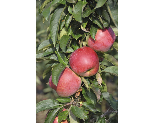 Zwerg-Apfel FloraSelf Malus domestica 'Pumila' Stämmchen H ca. 80 cm Co 7,5 L Selbstbefruchter