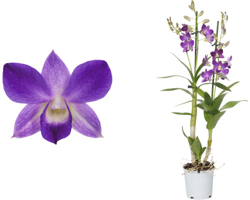 Dendrobie violet Mix FloraSelf Dendrobium nobile H 55-70 cm Ø 12 cm Topf 2 Rispen