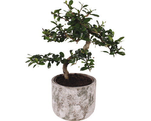 Chinesische Feige S-Shape FloraSelf Ficus microcarpa Ginseng H 30-35 cm Ø 15 cm Topf inkl. Keramik Übertopf Deep Forest
