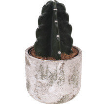 Cuddly Kaktus-Dornenfrei FloraSelf H ca. 25 cm Ø 15 cm Topf inkl. Keramik Übertopf Deep Forest-thumb-0