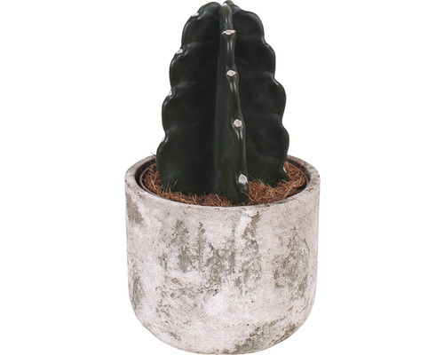 Cuddly Kaktus-Dornenfrei FloraSelf H ca. 25 cm Ø 15 cm Topf inkl. Keramik Übertopf Deep Forest-0