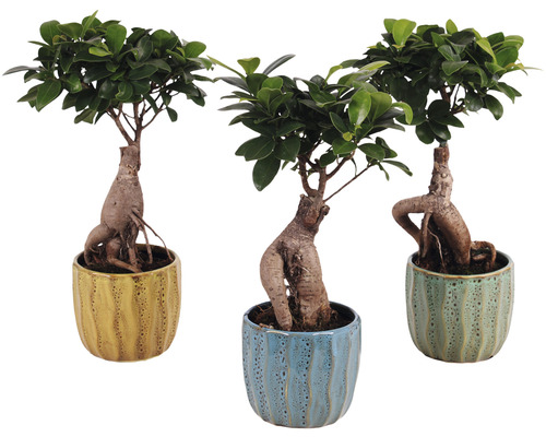 Chinesische Feige FloraSelf Ficus microcarpa Ginseng H ca. 30 cm Ø 10 cm Topf inkl. Keramik Übertopf Exotic