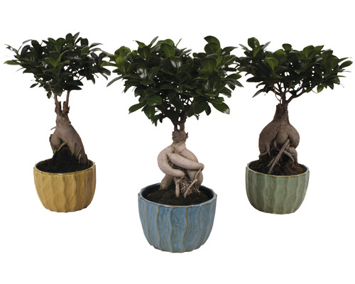 Chinesische Feige FloraSelf Ficus microcarpa Ginseng H ca. 40 cm Ø 17 cm Topf inkl. Keramik Übertopf Exotic