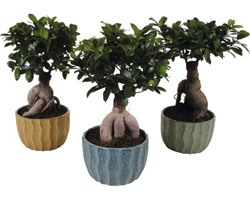 Chinesische Feige FloraSelf Ficus microcarpa Ginseng H ca. 40 cm Ø 20 cm Topf inkl. Keramik Übertopf Exotic