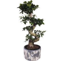 Chinesische Feige S-Shape FloraSelf Ficus microcarpa Ginseng H 70-80 cm Ø 28 cm Topf inkl. Keramik Übertopf Deep Forest-thumb-0