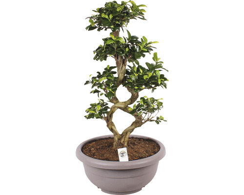 Chinesische Feige 8-Shape FloraSelf Ficus microcarpa Ginseng H ca. 70 cm Ø 35 cm Topf inkl. Kunststoffschale taupe