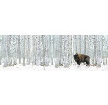 Leinwandbild Winter Bison 50x150 cm-thumb-0