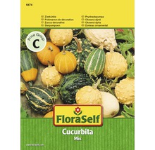 Zierkürbis FloraSelf samenfestes Saatgut Gemüsesamen-thumb-0
