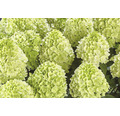 Rispenhortensie 'Panenka' Hydrangea paniculata 'Panenka' H 40-50 cm Co 5 L