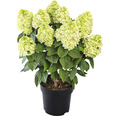 Rispenhortensie 'Panenka' Hydrangea paniculata 'Panenka' H 40-50 cm Co 5 L
