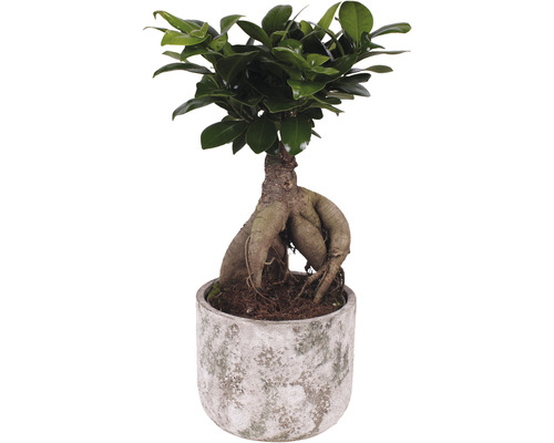 Chinesische Feige FloraSelf Ficus microcarpa Ginseng H 30-35 cm Ø 15 cm Topf inkl. Keramik Übertopf Deep Forest
