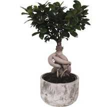 Chinesische Feige FloraSelf Ficus microcarpa Ginseng H 30-40 cm Ø 18 cm Topf inkl. Keramik Übertopf Deep Forest-thumb-0