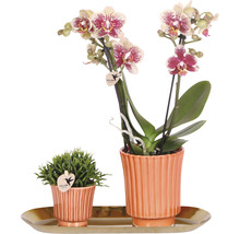 Geschenk-Set Culture FloraSelf mit Orchidee, Rhipsalis und Tablett oval 30 cm-thumb-0