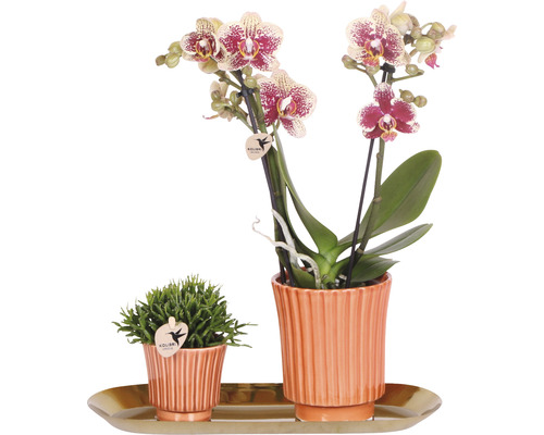 Geschenk-Set Culture FloraSelf mit Orchidee, Rhipsalis und Tablett oval 30 cm-0