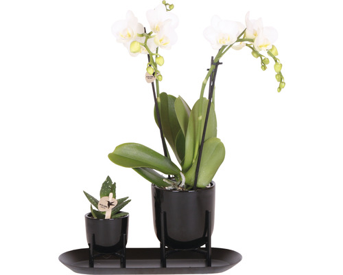 Geschenk-Set klein Home Hub Black FloraSelf mit Orchidee Sukkulenten und und Tablett oval 30 cm