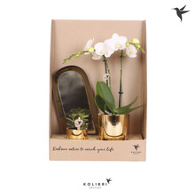 Geschenk-Set klein Lush Life gold FloraSelf mit Orchidee, Sukkulenten und Tablett oval 30 cm-thumb-1