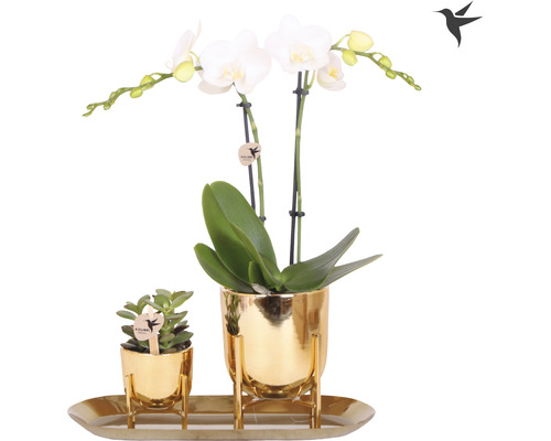 Geschenk-Set klein Lush Life gold FloraSelf mit Orchidee, Sukkulenten und Tablett oval 30 cm-0