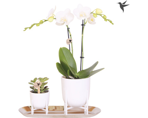Geschenk-Set klein Lush Life silber FloraSelf mit Orchidee Sukkulenten und Tablett oval 30 cm