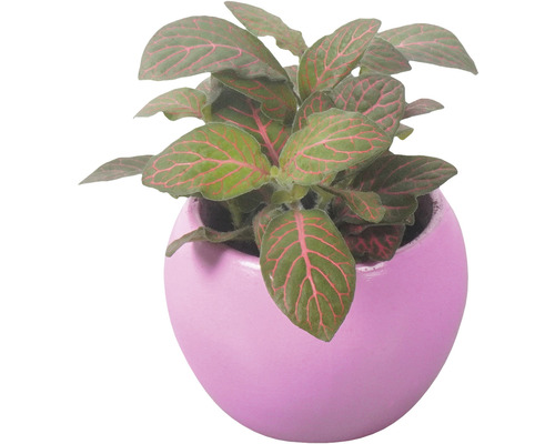 Mosaikpflanze FloraSelf Ø 8 cm Topf inkl. Keramik Übertopf pink-0