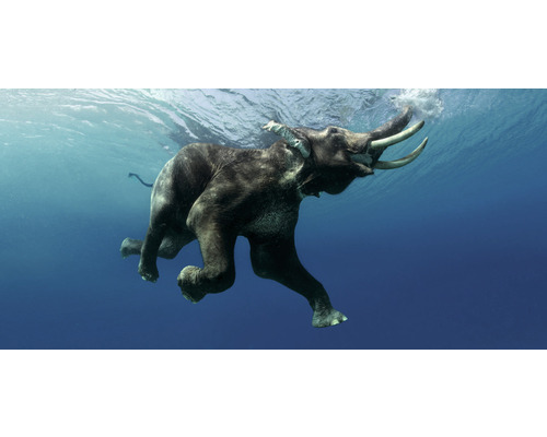 Postkarte GEO XXL Elefant unter Wasser 23x11 cm