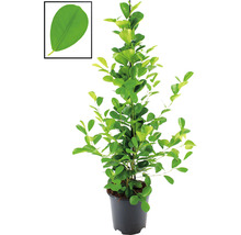 Chinesische Feige Lorbeer-Feige FloraSelf Ficus moclame H ca. 105 cm Ø 21 cm Topf-thumb-0