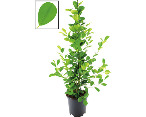 Chinesische Feige Lorbeer-Feige FloraSelf Ficus moclame H ca. 105 cm Ø 21 cm Topf-0