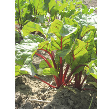 Bio Gemüse Saatgutpaket meine ernte Bunte Balkonhaltung 5 Sorten, Radieschen, Mangold, Zuckererbse, Rote Bete und Blattsalat-Mischung, samenfestes Saatgut-thumb-8