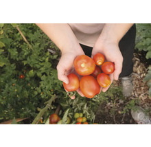 Bio Tomaten Saatgutpaket meine ernte Tomaten Starterset mit 4 Sorten, samenfestes Saatgut-thumb-6