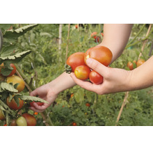 Bio Tomaten Saatgutpaket meine ernte Tomaten Starterset mit 4 Sorten, samenfestes Saatgut-thumb-7