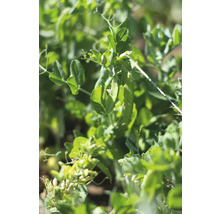 Bio Gemüse Saatgutpaket meine ernte Easy Anbau mit Radieschen, Mangold, Wildtomate, Zuckererbse und rote Bete, samenfestes Saatgut-thumb-10
