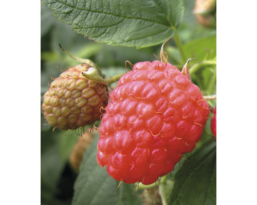 Herbst-Himbeere Hof:Obst Rubus idaeus 'Aroma Queen' H 30-40 cm Co 3,4 L kräftiger Strauch, bildet wenige Ausläufer, sehr ertragreich