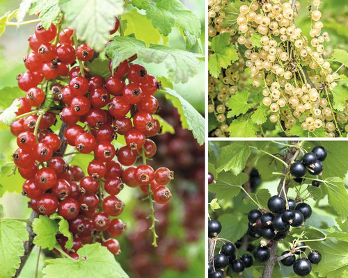 Johannisbeere Trio Spalier Hof:Obst Ribes nigrum H 50-60 cm Co 6 L, 3 verschiedenen Sorten, rote, weiße, schwarze Beeren